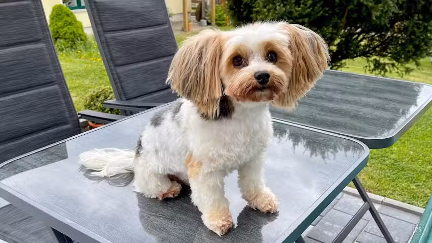 4-dogs Hundesalon & Halsbanddesign