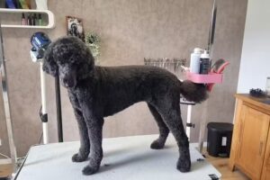 Alex‘ Hundesalon Berlichingen