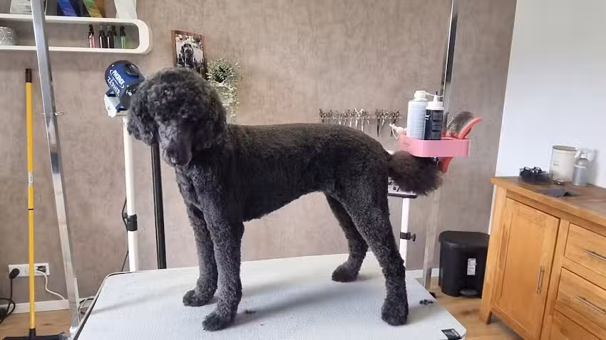 Alex&lsquo; Hundesalon Berlichingen