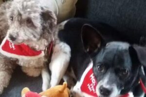 Andresen Hundefriseur