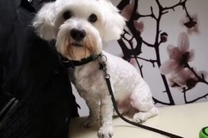 Animalstyle der Tierfrisör