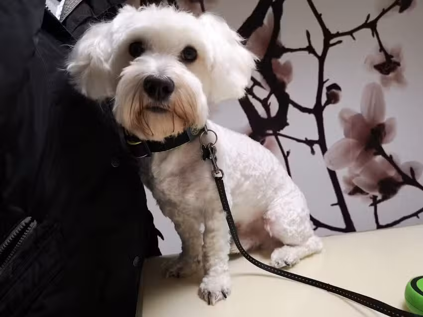 Animalstyle der Tierfris&ouml;r