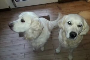 Ballin Hella Friseurin