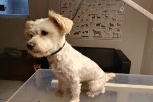 Beauty Dog Hundepflege