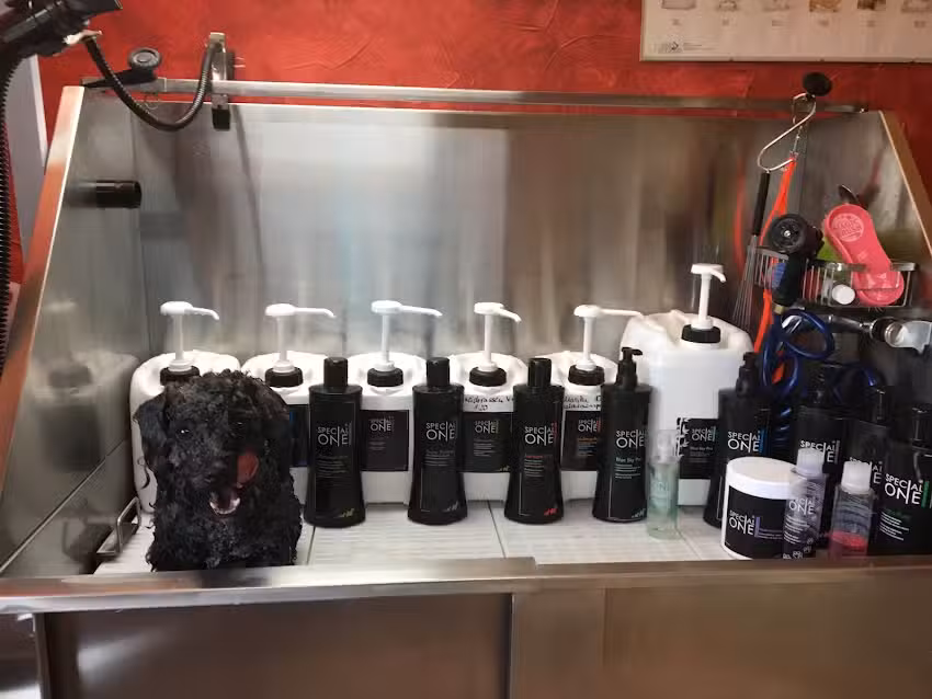 Bianca&acute;s Hundefriseur