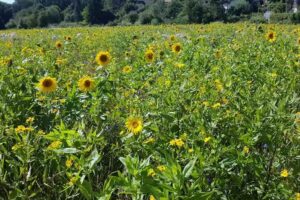 D.M. Hair Inh. Daniela Mayl&auml;nder