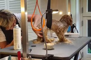 Das Fellzimmer – Hundefriseur