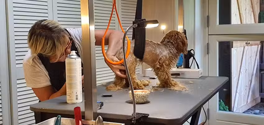 Das Fellzimmer – Hundefriseur