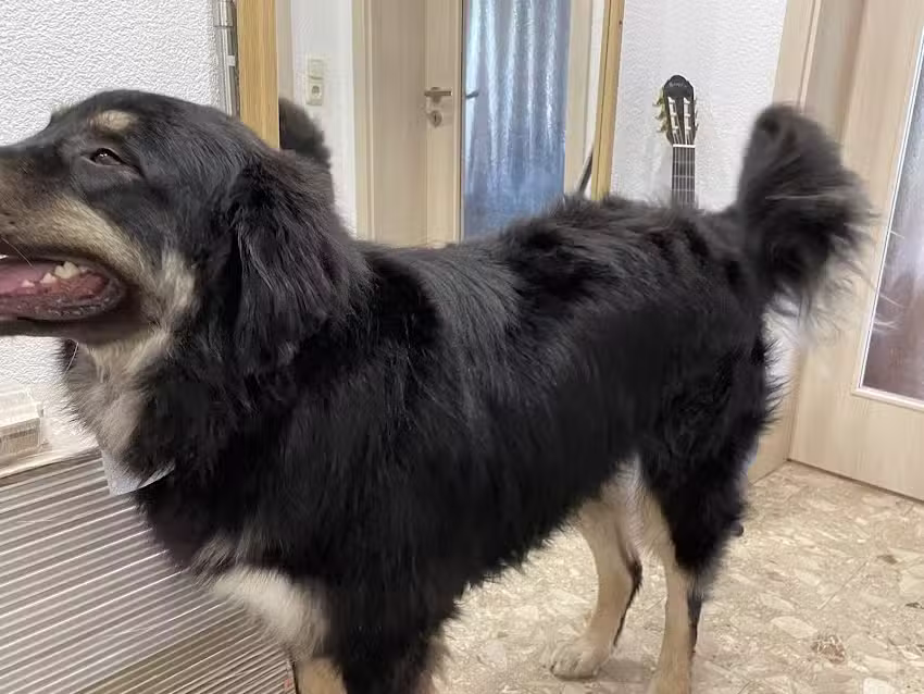 DeF Grooming Hundesalon