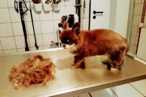 Dream Team Hundesalon