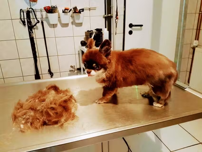 Dream Team Hundesalon