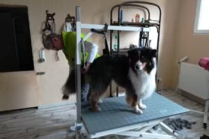 Driefeler Fellprofis