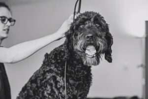 Fellbutler Hundefriseur Maschen
