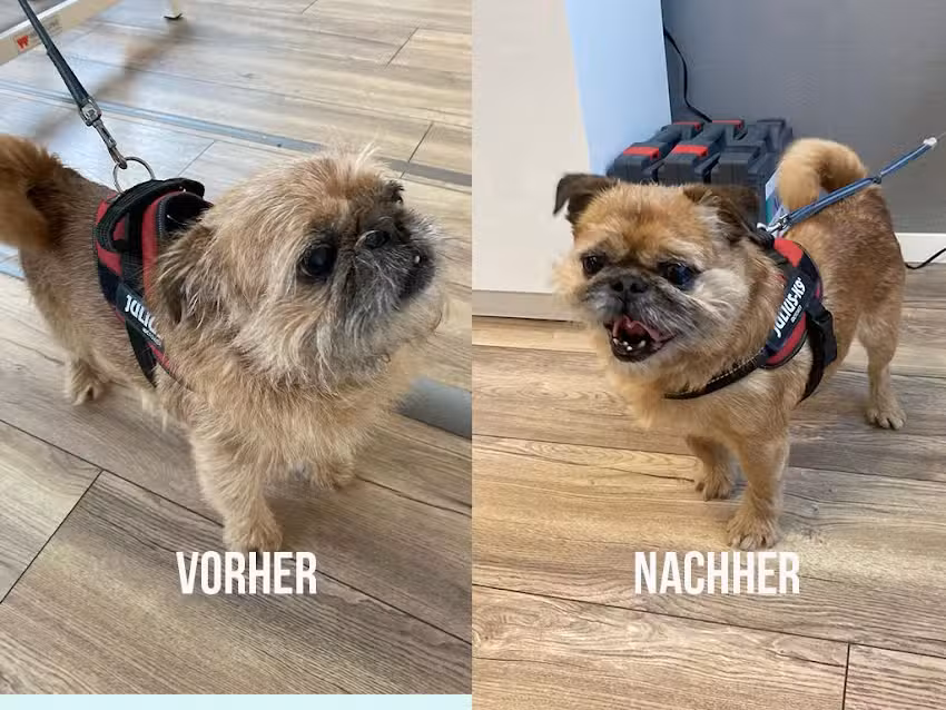 FellFein Hundefriseur