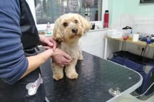 Fellpflegezentrum Türnich ,Tiersalon Wolters , Dogs Barbershop und Fellpflege Bonnie Lotta