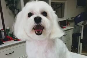 FellRaum Hundesalon und mehr&hellip;