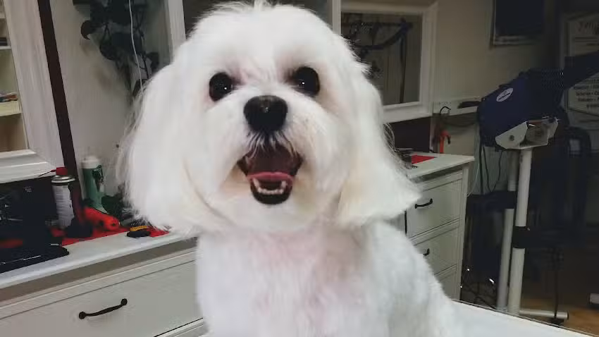 FellRaum Hundesalon und mehr&hellip;