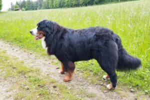 Fr&auml;ulein Flauschig