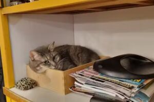 Friseur Antje Albrecht