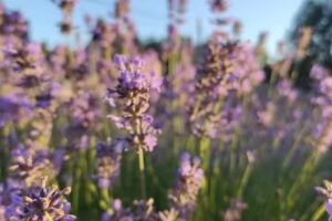 Friseursalon Christian Schneider