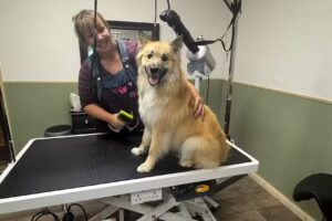 Hairytails Hundesalon