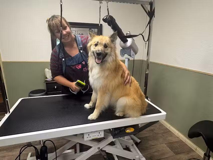 Hairytails Hundesalon