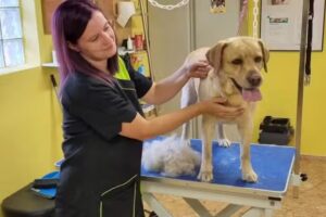 Hunde- und Katzensalon „Fellmagie“