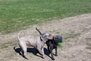 Hundefriseur „Dog Lounge“ Schönhausen