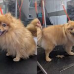 Hundefriseur f&uuml;r alle Felle