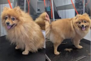 Hundefriseur für alle Felle