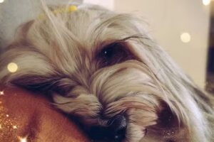 Hundefriseur Hairberge