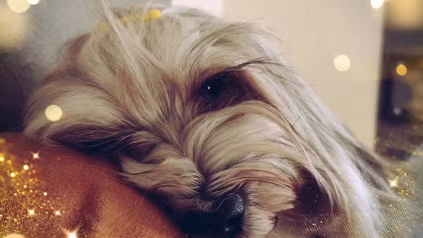 Hundefriseur Hairberge