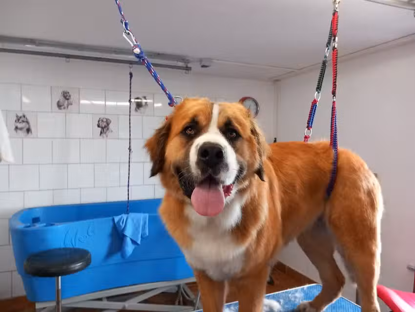 Hundefriseur Hundeh&uuml;tte