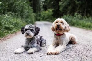 Hundefriseur / Hundesalon – Daisy´s Fellstube