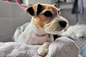 Hundefriseur Silke Töpfer