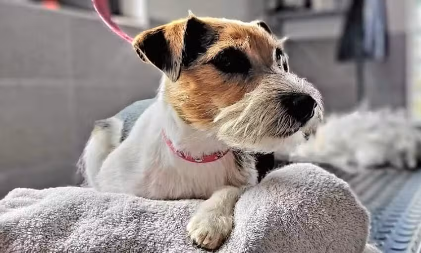 Hundefriseur Silke T&ouml;pfer