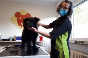 Hundefriseur Steffen