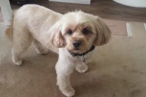 HUNDEFRISEURSALON „gefaellt absolut“ Inhaberin: Maren Goßmann