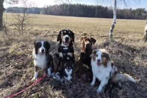 Hundemädel für alle Felle