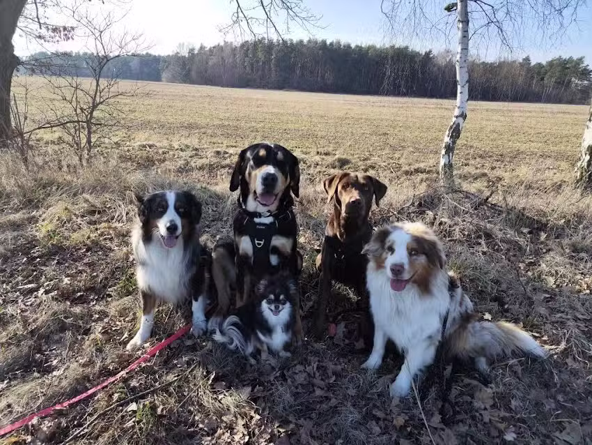 Hundem&auml;del f&uuml;r alle Felle