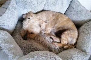 Hundepension & Salon K. Lenz