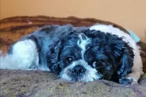 Hundepflege Horstmann