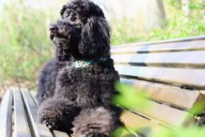 Hundepflege SCHNIPP SCHNAPP SCHNABEl