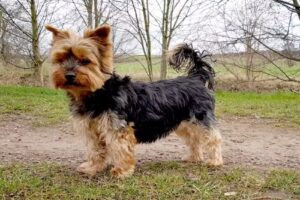 Hundepflege Susan Schott