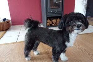 Hundesalon 4 Pfoten