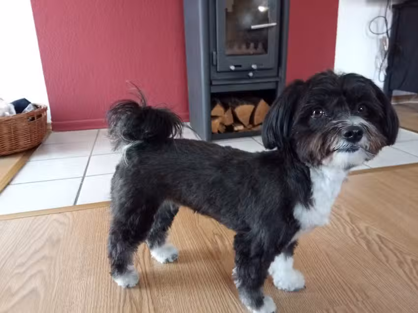 Hundesalon 4 Pfoten
