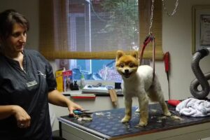 Hundesalon Aniwell – Sonja Jockwig