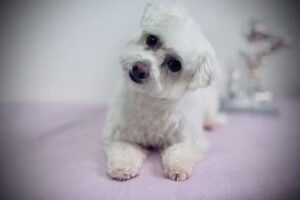 Hundesalon Black Claw (Täubner Stefanie)