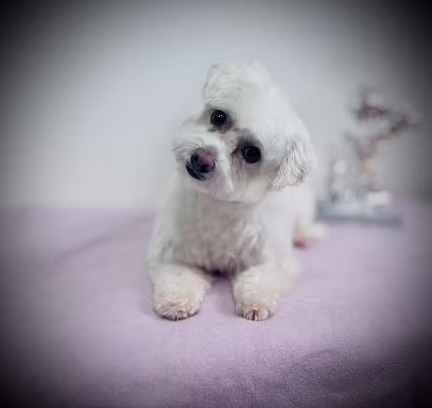 Hundesalon Black Claw (T&auml;ubner Stefanie)