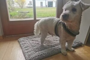 Hundesalon &bdquo;Das Hundest&uuml;berl&ldquo;